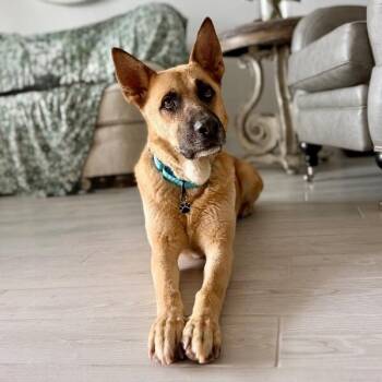 Joy the Bestest Boy -  German Shepherd Dog Dog for Adoption in Friendswood, Texas - Joy The Bestest Boy | PetCurious