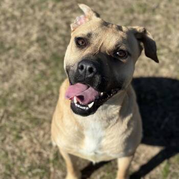 Rescue Shepherd Dogs for Adoption in Fort Smith, Arkansas - Mystery (Pogo) | PetCurious