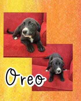 Labrador Retriever and Border Collie Dogs Available for Adoption - Oreo | PetCurious