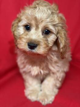 Albert -  Cavapoo Dog for Sale in Townsend, Delaware - Albert | PetCurious