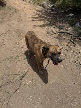 COURTESY POST Henna -  Anatolian Shepherd Dog for Adoption in Tucson, Arizona - COURTESY POST Henna | PetCurious