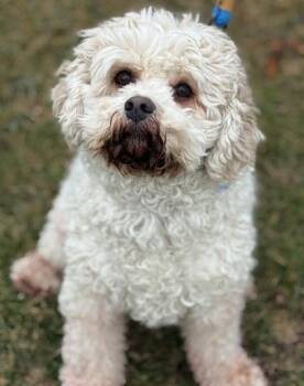 Cavalier King Charles Spaniel and Bichon Frise Dogs Available for Adoption - Jax | PetCurious