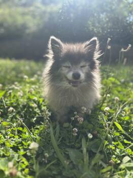 Moira Rose -  Pomeranian Dog for Adoption in Clarksville, Tennessee - Moira Rose | PetCurious