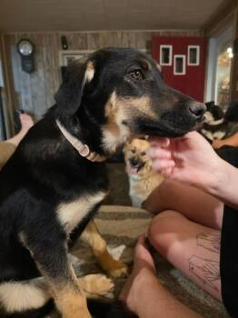 Sybil -  Shepherd Dog for Adoption in Riverton, Wyoming - Sybil | PetCurious