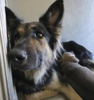 Rescue German Shepherd Dog Dogs for Adoption in Edgewood, New Mexico - Morticia | PetCurious