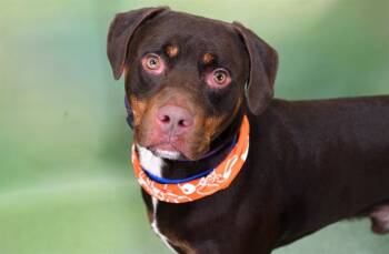 Rescue Rottweiler and American Staffordshire Terrier Dogs for Adoption in Fort Lauderdale, Florida - MOCHA | PetCurious