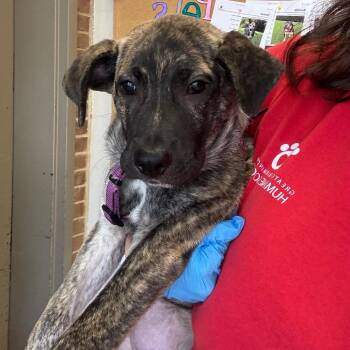 Alina -  Terrier and Mixed Breed Dog for Adoption in Birmingham, Alabama - Alina | PetCurious