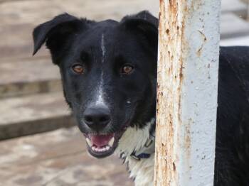 Rescue Border Collie and Shepherd Dogs for Adoption in The Woodlands, Texas - Twilight | PetCurious