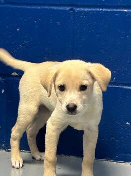 Lucky (Lucky and Maple) -  Labrador Retriever Dog for Adoption in Hartsville, South Carolina - Lucky (Lucky And Maple) | PetCurious