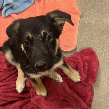Aruba 54105 -  German Shepherd Dog and Mixed Breed Dog for Adoption in Las Vegas, Nevada - Aruba 54105 | PetCurious