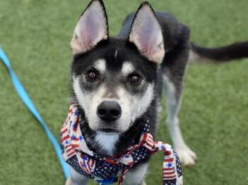 Kangaroo Jack -  Mixed Breed Dog for Adoption - Kangaroo Jack | PetCurious
