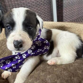 Josie Bruin -  Australian Cattle Dog Blue Heeler Dog for Adoption in Aledo, Texas - Josie Bruin | PetCurious