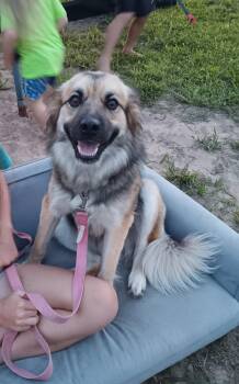 Rescue German Shepherd Dog and Anatolian Shepherd Dogs for Adoption in Mauston, Wisconsin - Fly | PetCurious