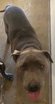 Rescue Pit Bull Terrier and Mastiff Dogs for Adoption in Belton, Texas - Texas* | PetCurious