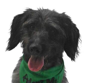 Rescue Wirehaired Terrier Dogs for Adoption in Springfield, Ohio - Lamb Chop | PetCurious