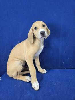 Rescue Hound and Mixed Breed Dogs for Adoption in Ruston, Louisiana - Inspection Sticker | PetCurious