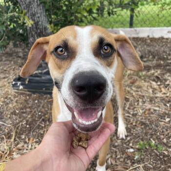 Devon -  Mixed Breed Dog for Adoption in West Palm Beach, Florida - Devon | PetCurious