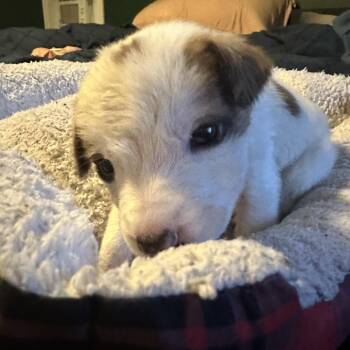 Chip -  Mixed Breed Dog for Adoption in Tacoma, Washington - Chip | PetCurious