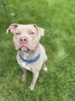 Rescue Pit Bull Terrier and Mixed Breed Dogs for Adoption - Timber | PetCurious