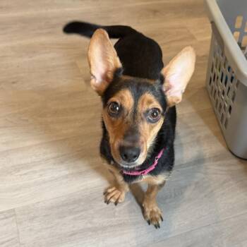 Dolly -  Corgi and Chihuahua Dog for Adoption in Pelham, New Hampshire - Dolly | PetCurious
