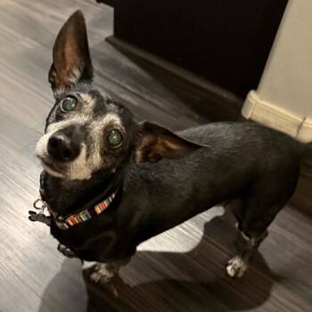 WILLIE -  Dachshund Dog for Adoption in Marana, Arizona - WILLIE | PetCurious