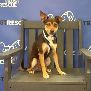 BROWNIE -  Terrier and Mixed Breed Dog for Adoption in Waterford, New Jersey - BROWNIE | PetCurious