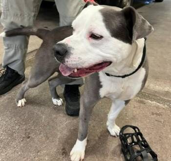 Pit Bull Terrier and Mixed Breed Dogs Available for Adoption in Oklahoma City, Oklahoma - AJAX | PetCurious
