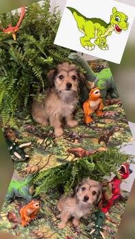 Ducky -  Yorkshire Terrier and Terrier Dog for Adoption in Oakdale, California - Ducky | PetCurious