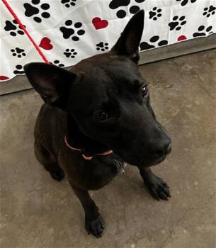 DAX -  Mixed Breed Dog for Adoption in Dallas, Texas - DAX | PetCurious