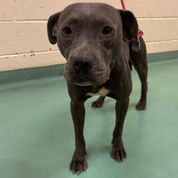 Gracie -  Mixed Breed Dog for Adoption in Memphis, Tennessee - Gracie | PetCurious