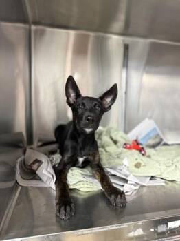 Moe -  German Shepherd Dog and Pointer Dog for Adoption in North Miami Beach, Florida - Moe | PetCurious
