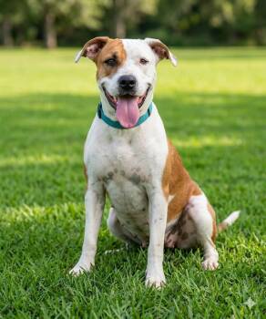 Flo -  Mixed Breed Dog for Adoption in Huntington, New York - Flo | PetCurious