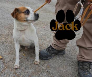 Rescue Jack Russell Terrier Dogs for Adoption in Marion, Indiana - Jack | PetCurious
