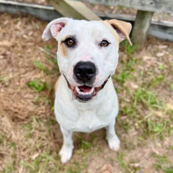 Rescue Mixed Breed Dogs for Adoption in Milton, Florida - Banks | PetCurious