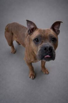 French Bulldog and American Staffordshire Terrier Dogs Available for Adoption - Chickadee | PetCurious