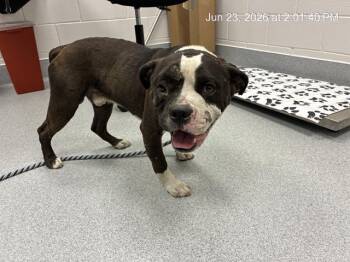 A384764 -  Boxer and Mixed Breed Dog for Adoption in Ocala, Florida - A384764 | PetCurious