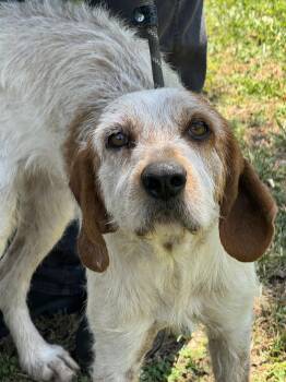 Bristle -  Hound Dog for Adoption in Meherrin, Virginia - Bristle | PetCurious