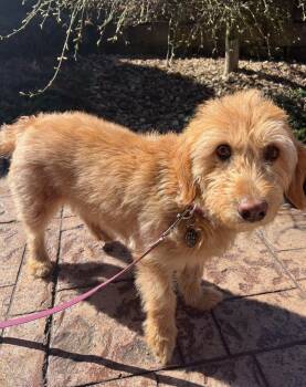 Molly -  Labradoodle Dog for Adoption in Falls Church, Virginia - Molly | PetCurious