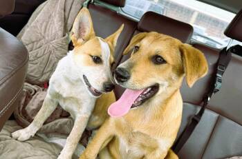 Willow -  Retriever and Great Pyrenees Dog for Adoption in Green Ridge, Missouri - Willow | PetCurious