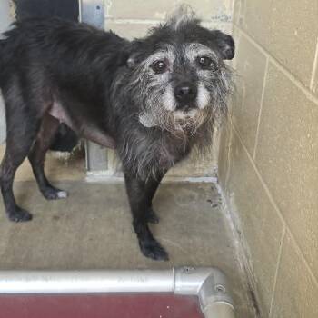 Peppa Pig -  Boston Terrier and Miniature Poodle Dog for Adoption in Orange, Virginia - Peppa Pig | PetCurious