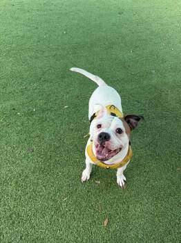 Shasta -  American Bulldog Dog for Adoption in Lakeland, Florida - Shasta | PetCurious