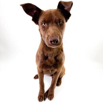 Australian Kelpie and Chocolate Labrador Retriever Dogs Available for Adoption - Lumi | PetCurious