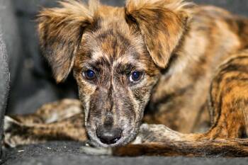 Ember aka Dutchess -  Belgian Shepherd Malinois Dog for Adoption in Carmel Hamlet, New York - Ember Aka Dutchess | PetCurious