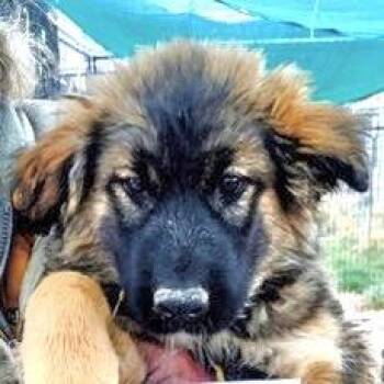 Rescue German Shepherd Dog and Husky Dogs for Adoption in San Luis, Colorado - Aurora | PetCurious