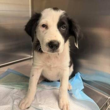 Clover 26-08-039 -  Border Collie Dog for Adoption in Bastrop, Texas - Clover 26-08-039 | PetCurious
