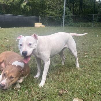Frostie -  Mixed Breed Dog for Adoption in Auburn, Alabama - Frostie | PetCurious