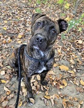 Rescue Cane Corso and Mixed Breed Dogs for Adoption in Twinsburg, Ohio - Whip Cream | PetCurious