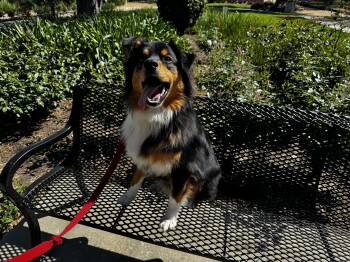 Border Collie Dogs Available for Adoption - Ranger | PetCurious