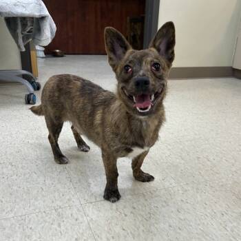 Rescue Chihuahua Dogs for Adoption in Sioux City, Iowa - Rocky | PetCurious