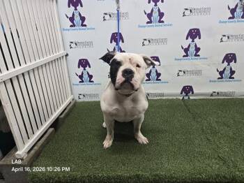 American Bulldog and Mixed Breed Dogs Available for Adoption in Orlando, Florida - BLUE | PetCurious